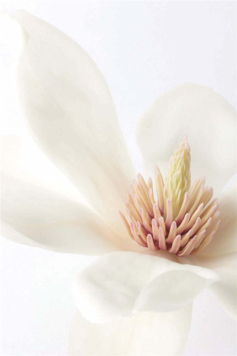 木蓮の花